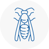 Newport Shropshire Wasp Nest Removal